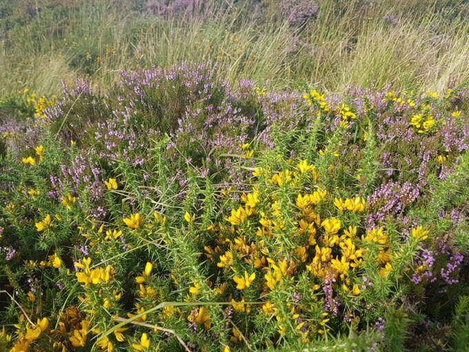 Trails and Tombs of the Dublin Mountains Trek - Frequently Asked Questions