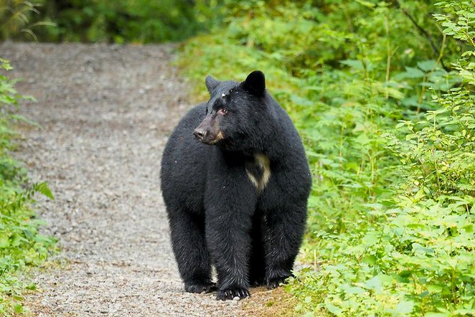 Traitors Cove Bear Viewing - Highlights of the Tour Experience
