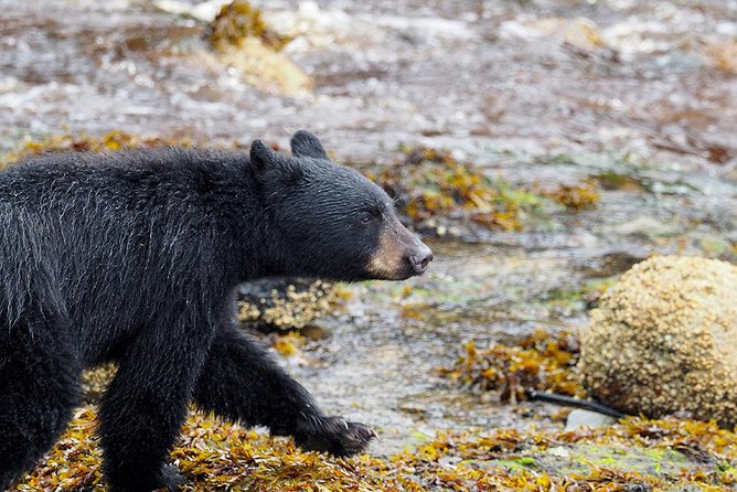 Traitors Cove Bear Viewing - Inflight Narration and Amenities