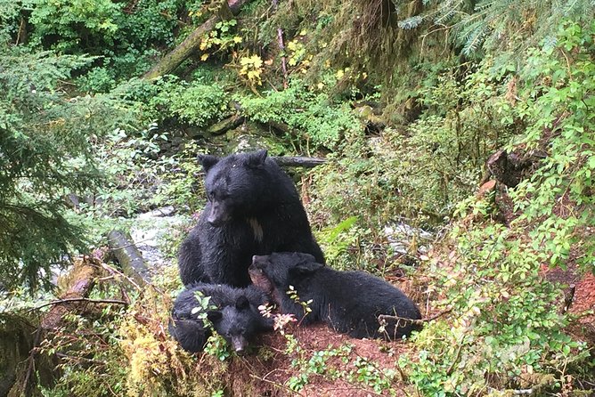 Traitors Cove Bear Viewing - Meeting Location and Pickup Times