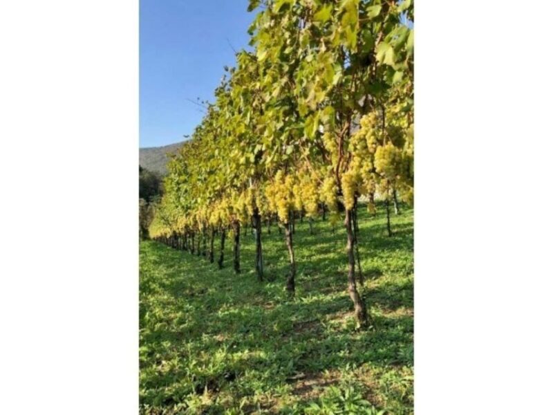 Tramonti: Tenuta San Francesco Wine Tasting - Experience Highlights