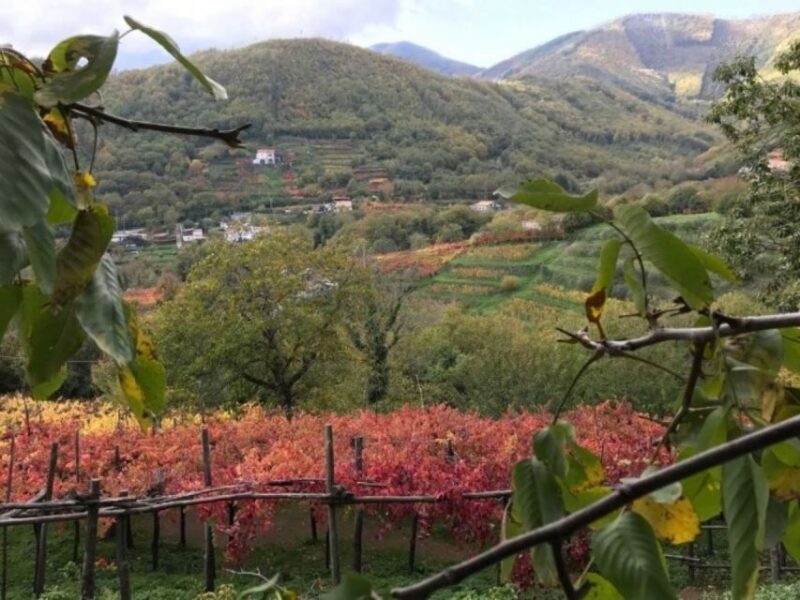 Tramonti: Tenuta San Francesco Wine Tasting - Frequently Asked Questions