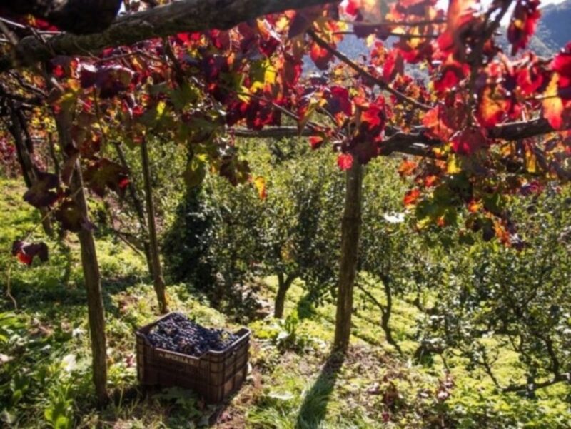 Tramonti: Vineyard & Winery Tour With Tasting & Appetizers - Key Points