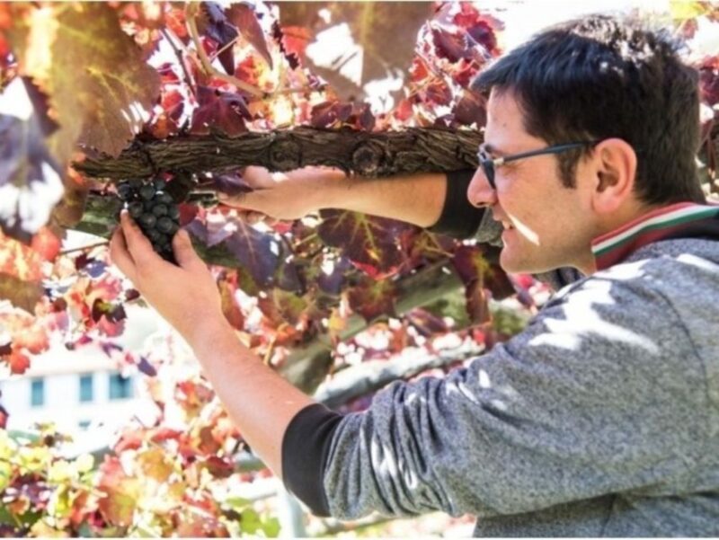 Tramonti: Vineyard & Winery Tour With Tasting & Appetizers - Booking Information