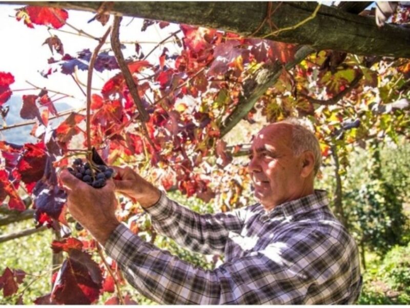 Tramonti: Vineyard & Winery Tour With Tasting & Appetizers - Customer Feedback