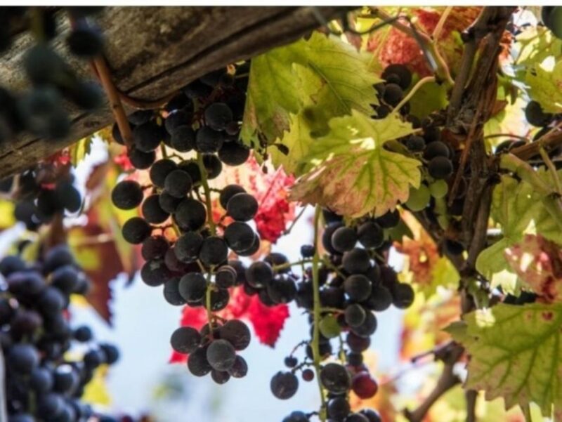 Tramonti: Vineyard & Winery Tour With Tasting & Appetizers - The Wine-Making Process