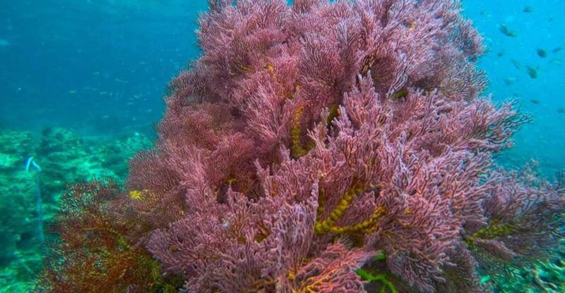 Trang: Emerald Cave, Kradan, Chueak Snorkeling Boat Trip - Activities and Highlights