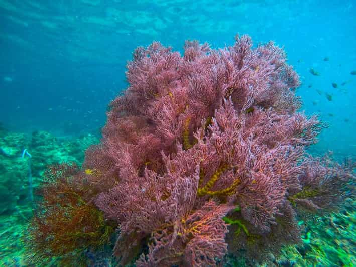 Trang: Emerald Cave, Kradan, Chueak Snorkeling Boat Trip - Transportation and Pickup