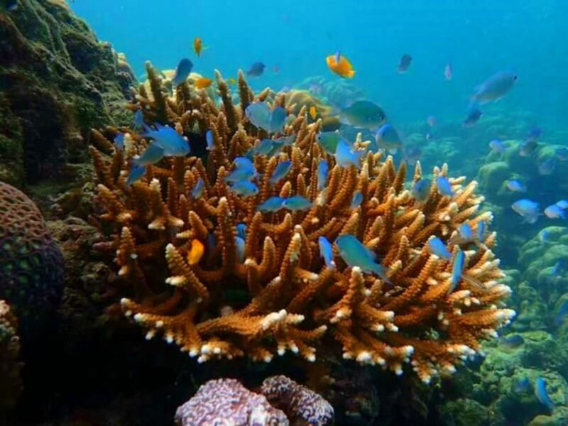 Trang: Full-Day Outer & Inner Ko Rok Private Speed Boat Tour - Panoramic Ocean Vistas