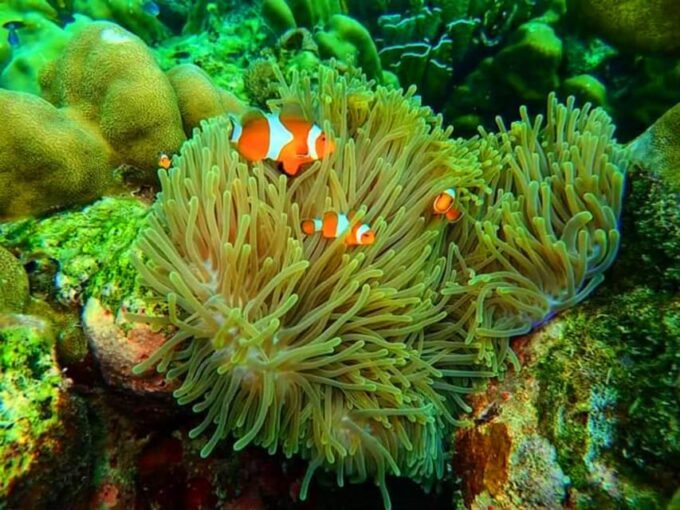 Trang: Full-Day Outer & Inner Ko Rok Private Speed Boat Tour - Delightful Lunch and Refreshments