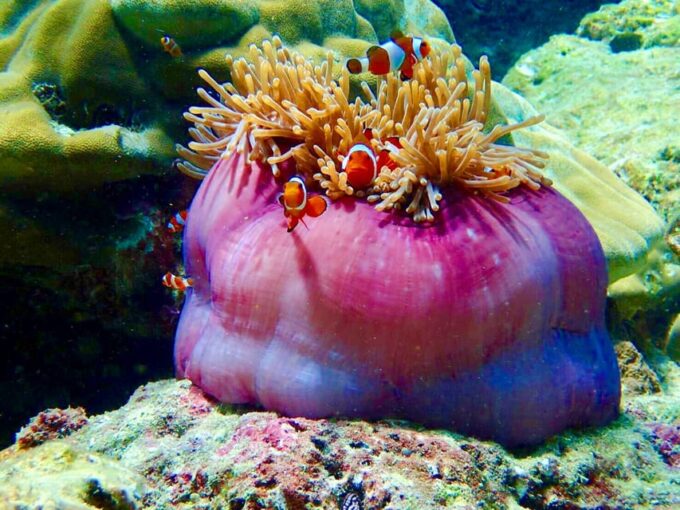 Trang: Full-Day Outer & Inner Ko Rok Private Speed Boat Tour - Frequently Asked Questions