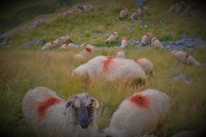 Transfagarasan, Vidraru and Poenari Fortress Tour From Sibiu - Local Guides Insights
