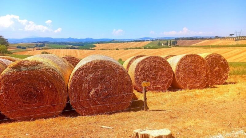 Transfer Florence-Siena With Visit to Chianti and Tasting - Key Points