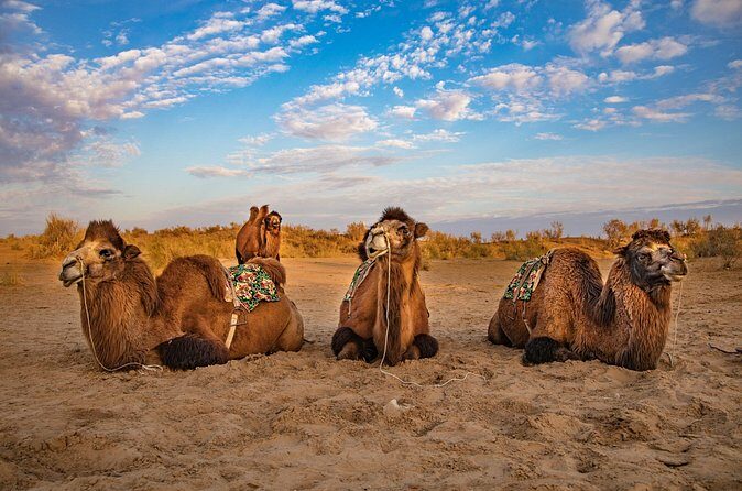 Transfer from Khiva to Bukhara by Fortresses - FAQ
