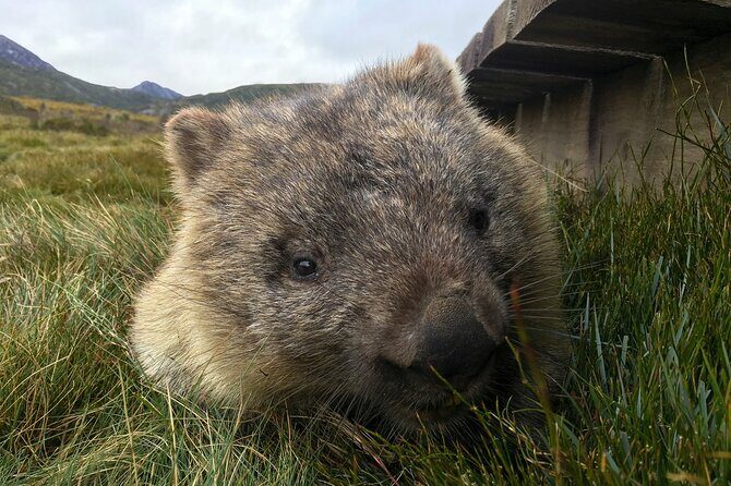 Transfer from Launceston to Cradle Mountain - Authentic Experiences and Review Insights