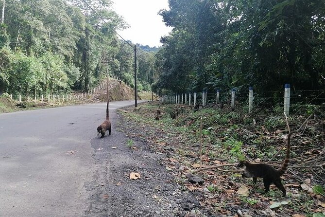 Transfer From Monteverde to La Fortuna Through Arenal Lake - Pricing and Availability