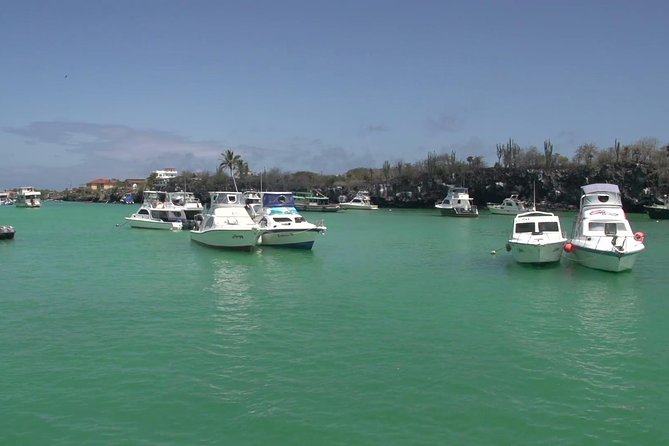 Transfer From Santa Cruz Island to San Cristobal Island - Benefits of the Transfer Service