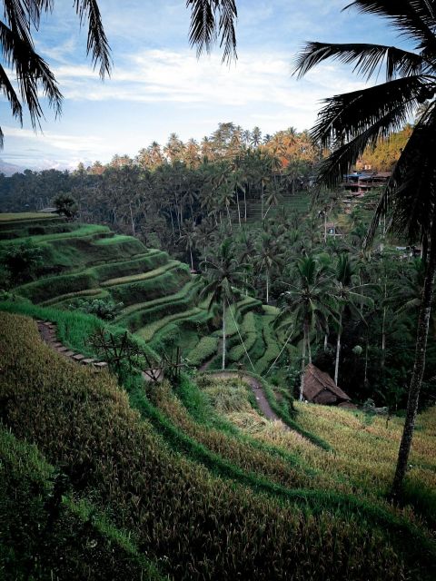 Transfer I Gusti Ngurah Rai Airport to Ubud Bali - Vehicle Specifications
