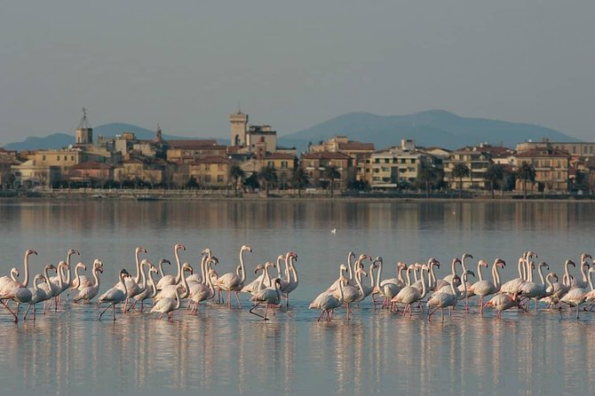 Transfer Rome To/From Forte Dei Marmi Optional Orbetello Stop - Accessibility and Participant Info