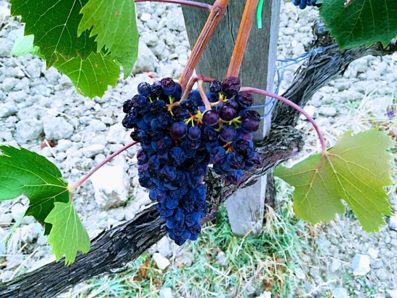 Transfer Siena-Florence With Visit to Chianti and Tasting - Key Points