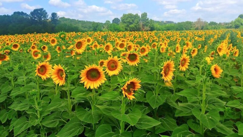 Transfer Siena-Florence With Visit to Chianti and Tasting - Wine Tasting Experience
