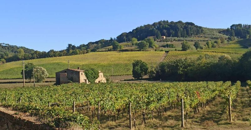 Transfer Siena-Florence With Visit to Chianti and Tasting - Scenic Journey