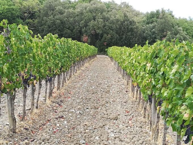 Transfer Siena-Florence With Visit to Chianti and Tasting - Cancellation Policy