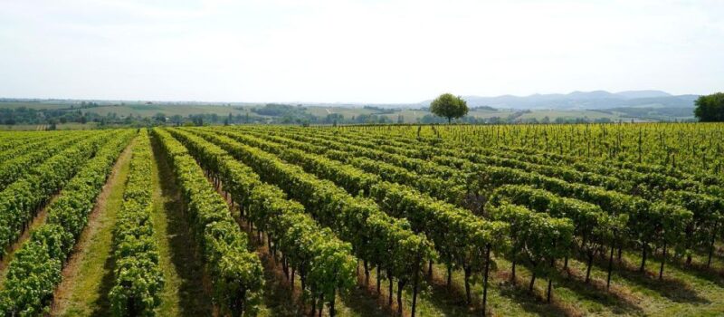 Transfer to Montefalco - Bevagna From Assisi - Key Points