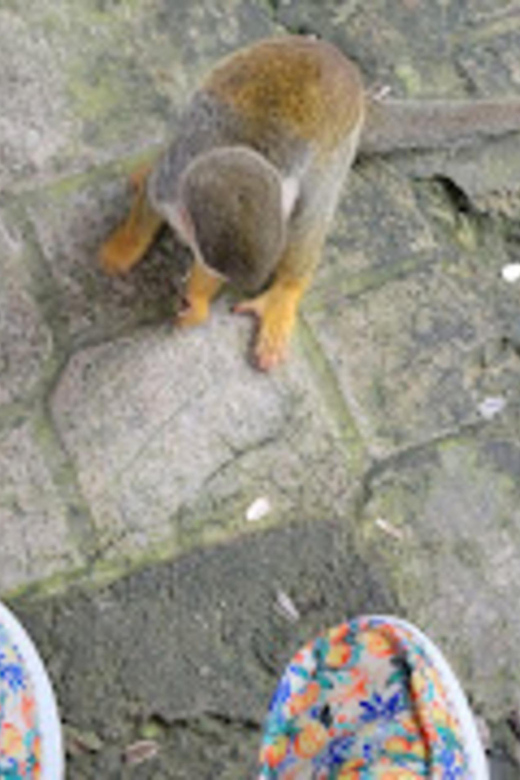 Transfers and Taxis Monkey Land in Puerto Plata - Key Points