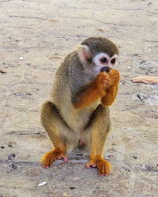 Transfers and Taxis Monkey Land in Puerto Plata - Scheduling and Cancellation Policy