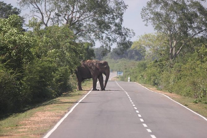 Transfers Shuttle and Taxi Services From Kandy - Vehicle and Amenities