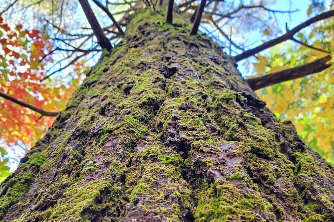 Transformative Forest Immersion: A Mindful Journey for Inner Calm - Taking in Nature