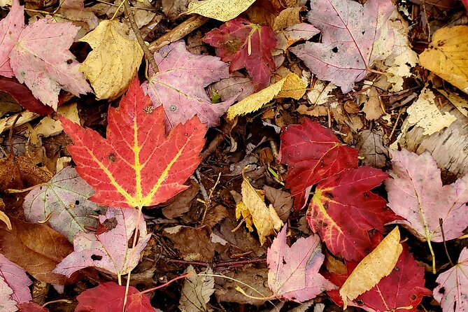 Transformative Forest Immersion: A Mindful Journey for Inner Calm - Accessibility and Considerations