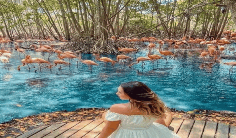 Transportation for AVIARIO Nac From Cartagena - Tour Experience