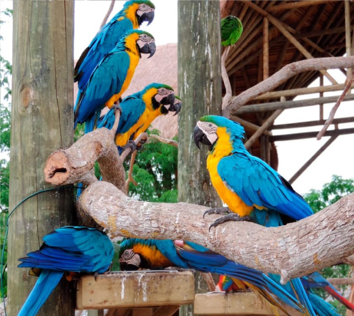 Transportation to AVIARIO and PLAYA BLANCA Private - Pickup and Drop-off