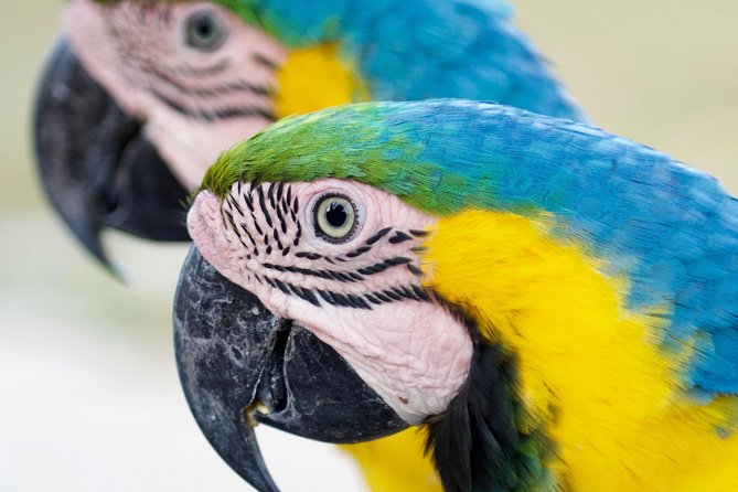 Transport!Round Trip to the AVIARY - Reviews