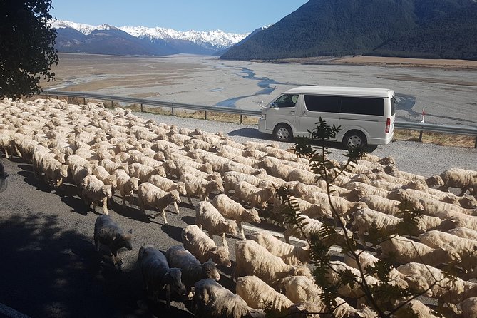 Tranz Alpine Train Tour - Additional Information