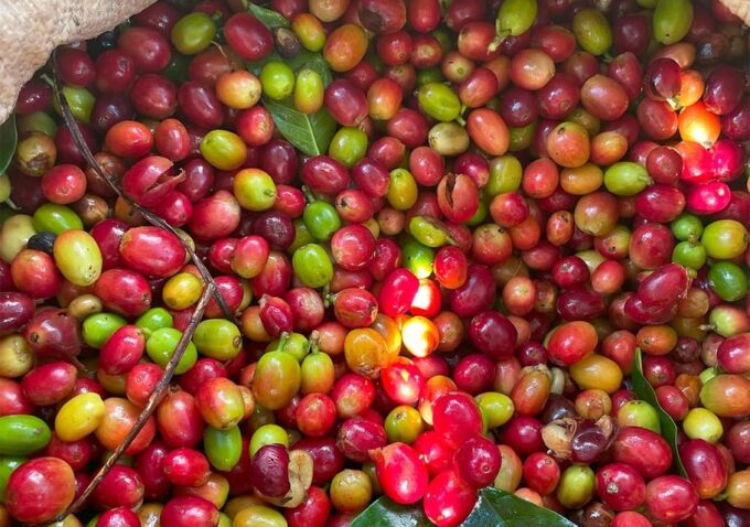 Travel Along the Coffee Route at Polo Barahona ALL INCLUSIVE - Recap