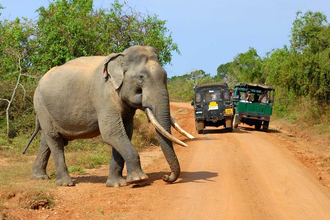 Travel to Ella From Galle With Udawalawe National Park Safari on the Way - Safari Experience