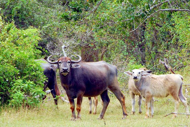 Travel to Ella From Galle With Udawalawe National Park Safari on the Way - Udawalawe National Park Highlights