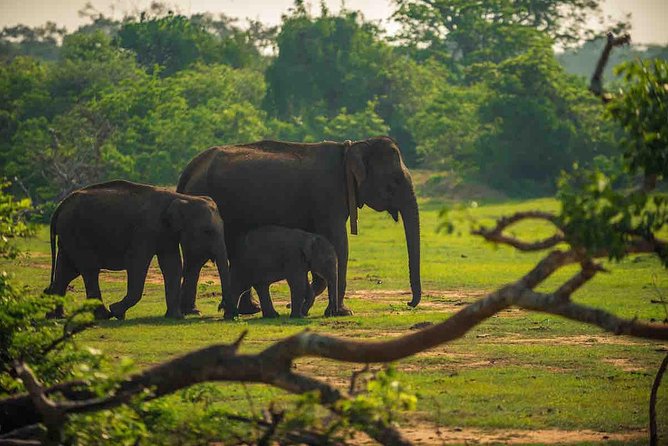 Travel to Ella From Galle With Udawalawe National Park Safari on the Way - Tour Inclusions and Exclusions