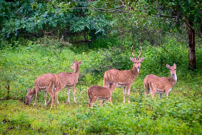 Travel to Ella From Galle With Udawalawe National Park Safari on the Way - Booking and Cancellation Policy