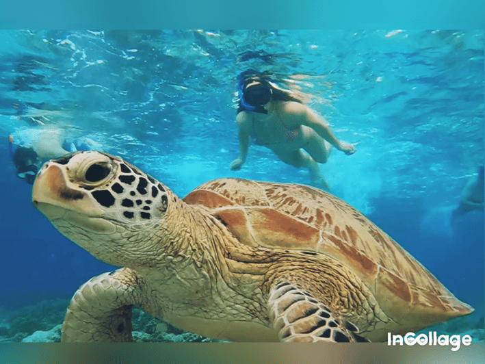 Trawangan: Snorkeling 3 Gili Islands By Glass Bottom Boat - Important Information and Restrictions