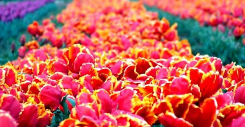 TREASURE OF GARDENS - Itinerary Highlights