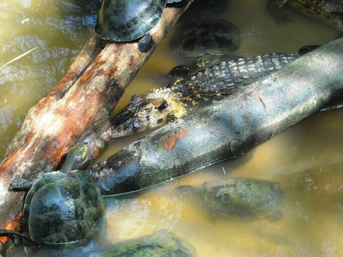 Treasures of the Amazon: Adventure and Tradition in Peru - Frequently Asked Questions