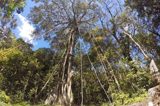 Tree Top Climbing Monteverde - Key Points
