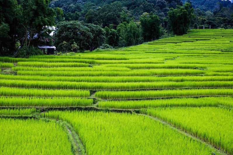 Trek at Doi Inthanon National Park & Pha Dok Siew Trail Trek - Seasonal Highlights of Doi Inthanon