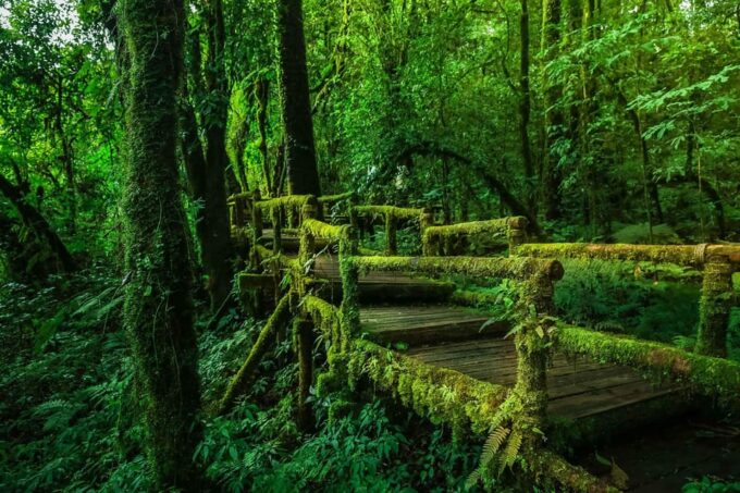 Trek at Doi Inthanon National Park & Pha Dok Siew Trail Trek - Frequently Asked Questions