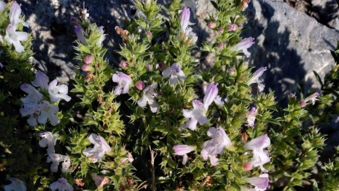 TREK N COOK, Amalfi Coast, Agerola - Frequently Asked Questions