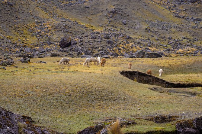 Trek Through the Mountain of Colors Vincunca-Cusco - Expert Guides and Cultural Insights